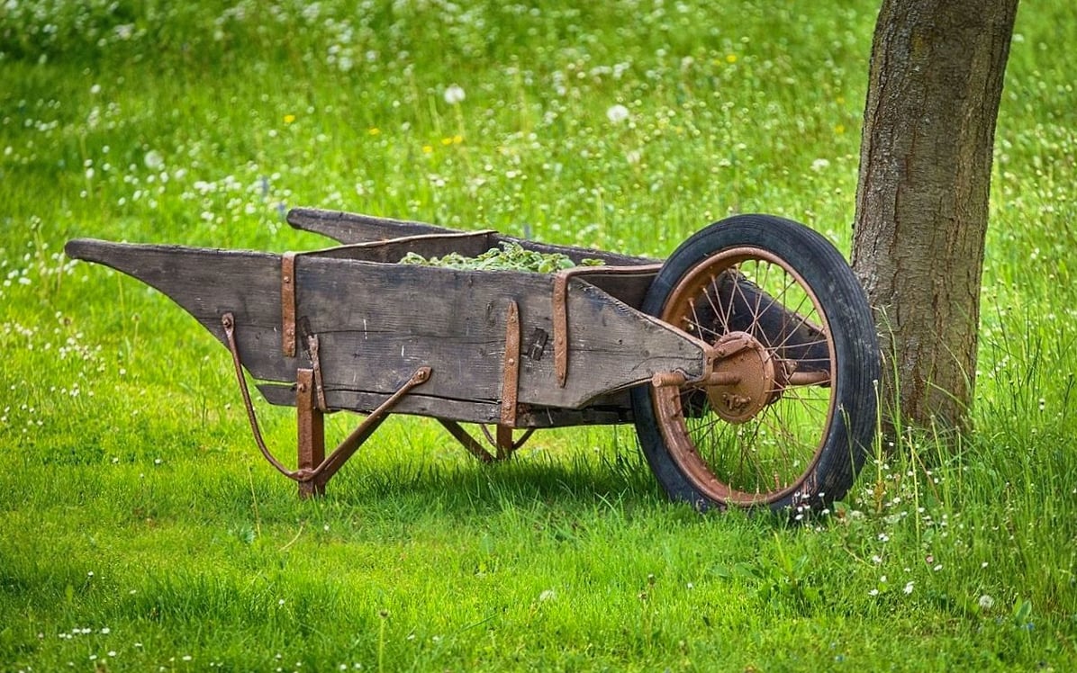 Baumpflege an Altbestand